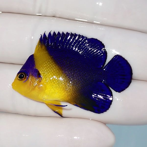【現物4】sale スミレヤッコ 4.5cm±! 海水魚 ヤッコ 15時までのご注文で...
