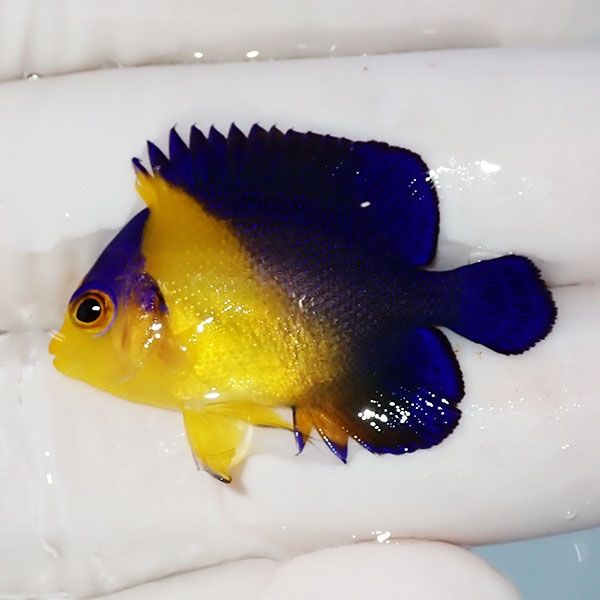 【現物1】sale スミレヤッコ 3.5cm±! 海水魚 ヤッコ 15時までのご注文で...