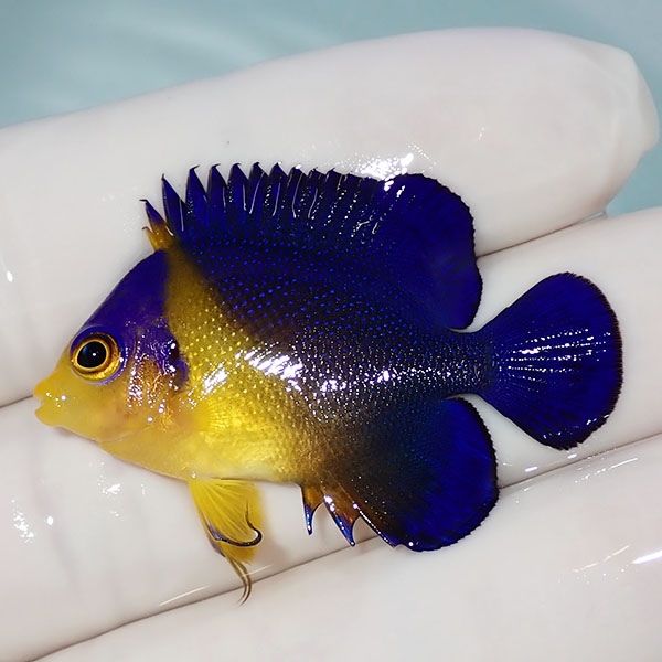 【現物6】sale スミレヤッコ 4cm±! 海水魚 ヤッコ 15時までのご注文で当...
