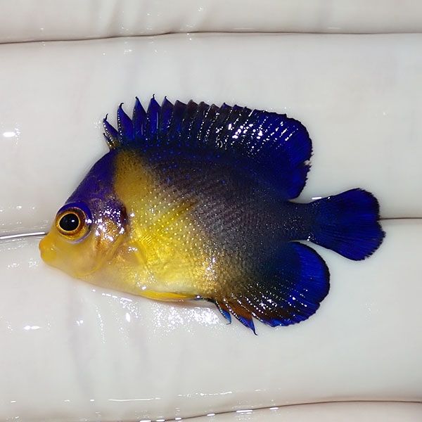 【現物13】sale スミレヤッコ 3.2cm±! 海水魚 ヤッコ 15時までのご注文...