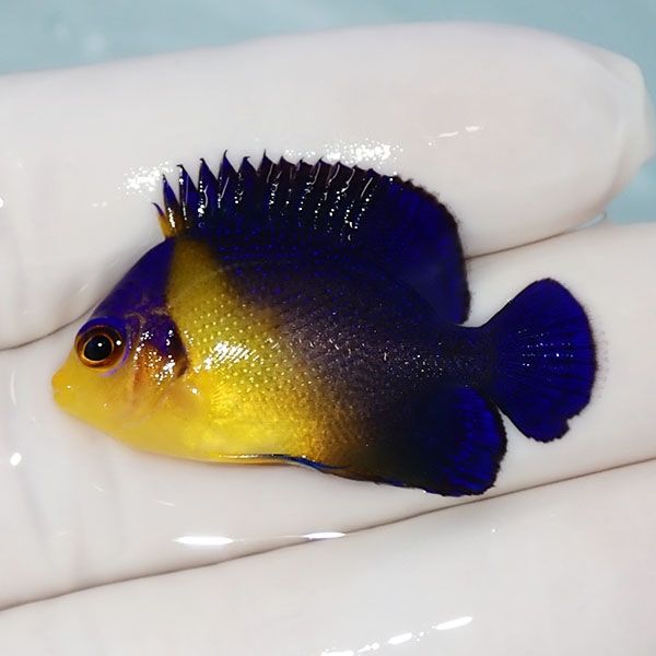 【現物14】sale スミレヤッコ 3.7cm±! 海水魚 ヤッコ 15時までのご注文...