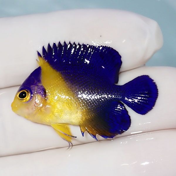 【現物15】sale スミレヤッコ 3.5cm±! 海水魚 ヤッコ 15時までのご注文...