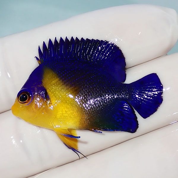【現物16】sale スミレヤッコ 4cm±! 海水魚 ヤッコ 15時までのご注文で...