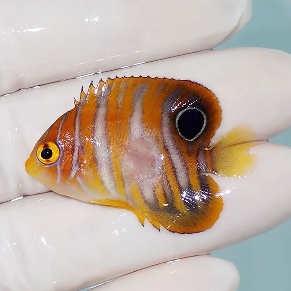 【現物1】B品 ニシキヤッコ 4cm±!海水魚 ヤッコ15時までのご注文で当日...