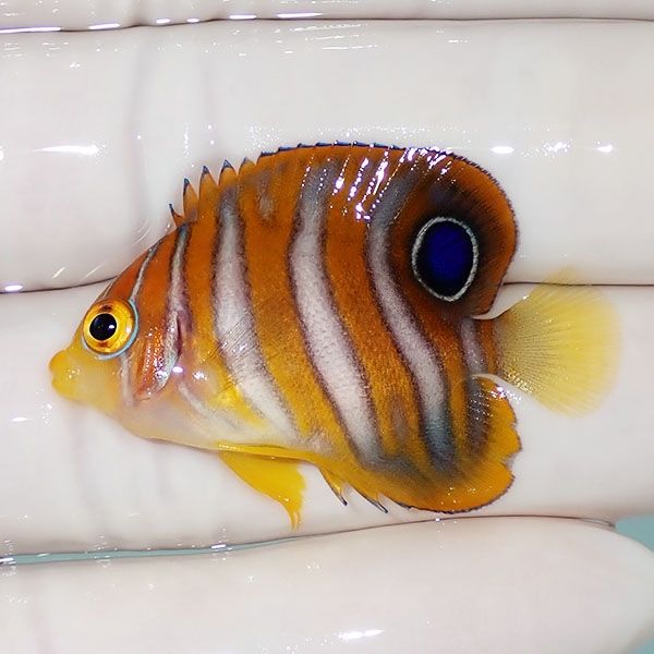 【現物2】ニシキヤッコ 3.8cm±!海水魚 ヤッコ15時までのご注文で当日発...