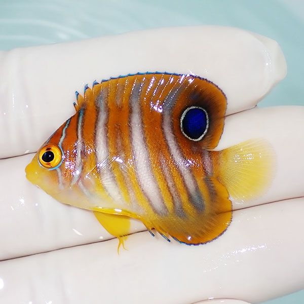 【現物3】ニシキヤッコ 4.3cm±!海水魚 ヤッコ15時までのご注文で当日発...