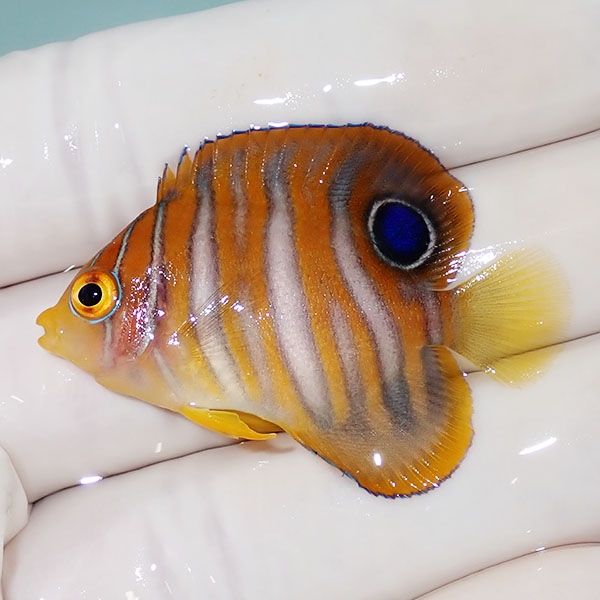 【現物4】ニシキヤッコ 4.5cm±!海水魚 ヤッコ15時までのご注文で当日発...