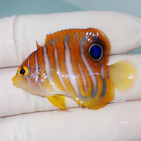 【現物5】背びれ欠けニシキヤッコ 4.5cm±!海水魚 ヤッコ15時までのご注...