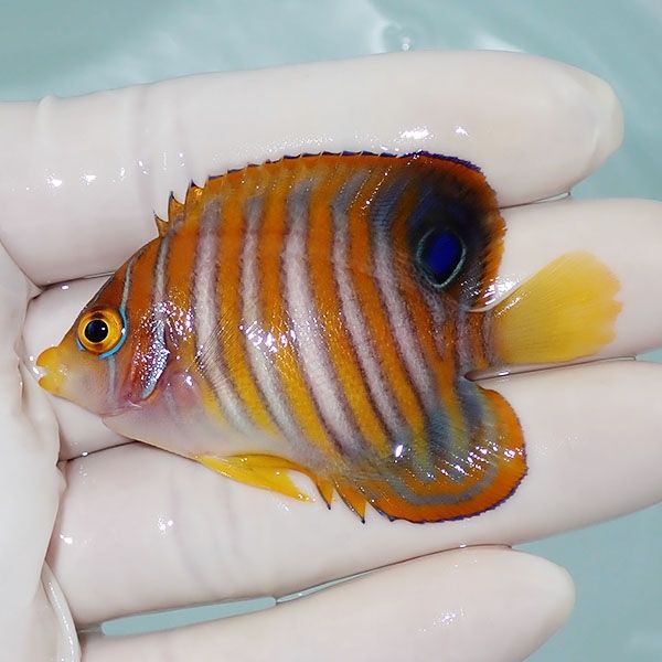 【現物6】ニシキヤッコ 6cm±!海水魚 ヤッコ15時までのご注文で当日発送(...