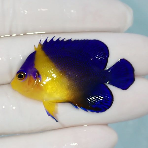 【現物2】sale スミレヤッコ 4.5cm±! 海水魚 ヤッコ 15時までのご注文で...