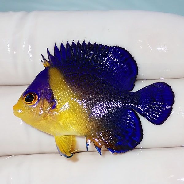 【現物10】sale スミレヤッコ 3.8cm±! 海水魚 ヤッコ 15時までのご注文...