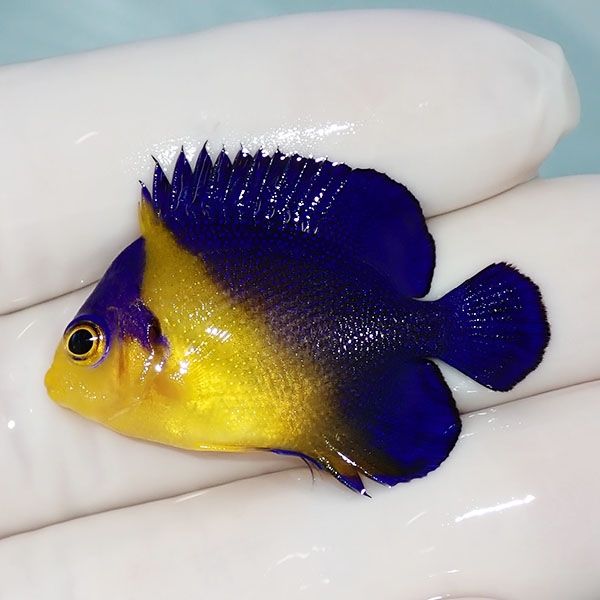 【現物12】sale スミレヤッコ 3.8cm±! 海水魚 ヤッコ 15時までのご注文...
