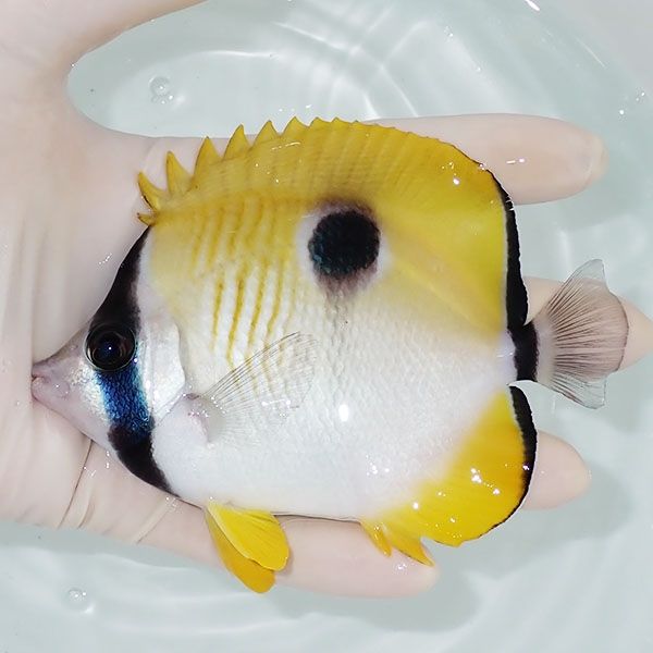 【現物1】イッテンチョウ 12cm±!海水魚 チョウチョウウオ 15時までのご...