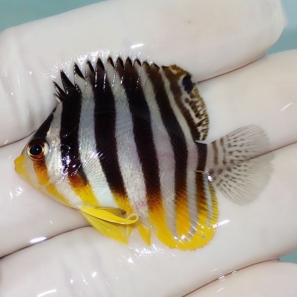 【現物54】シマヤッコ 4.5cm±! 海水魚 生体 15時までのご注文で当日発送...