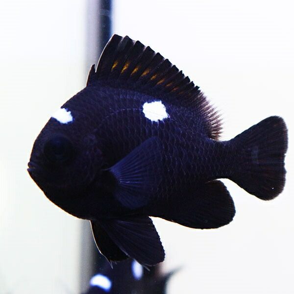 ミツボシクロスズメダイ 4-5cm±! 海水魚 スズメダイ 餌付け 15時までの...