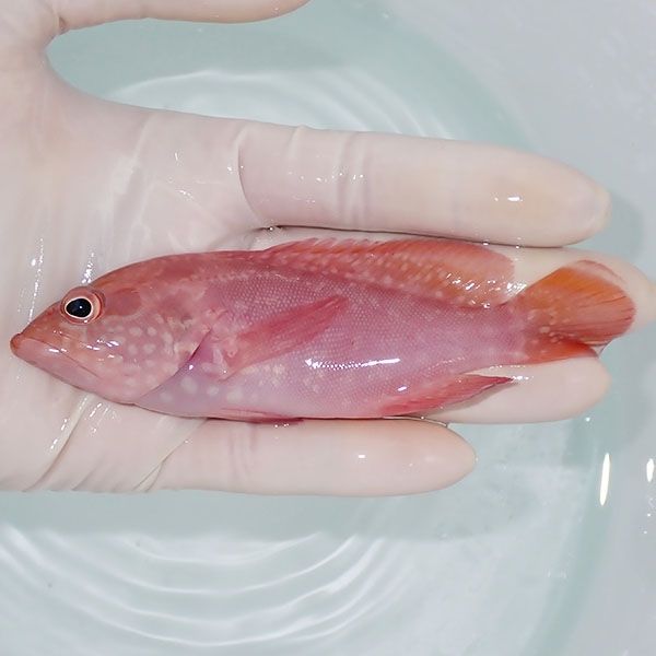 【現物1】ユカタハタ 12cm±!海水魚 ハタ 15時までのご注文で当日発送(t...