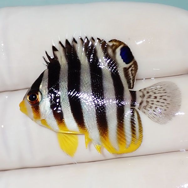 【現物53】シマヤッコ 3.5cm±! 海水魚 生体 15時までのご注文で当日発送...