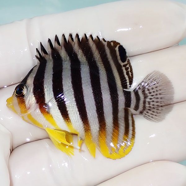 【現物52】シマヤッコ 5cm±! 海水魚 生体 15時までのご注文で当日発送(t...