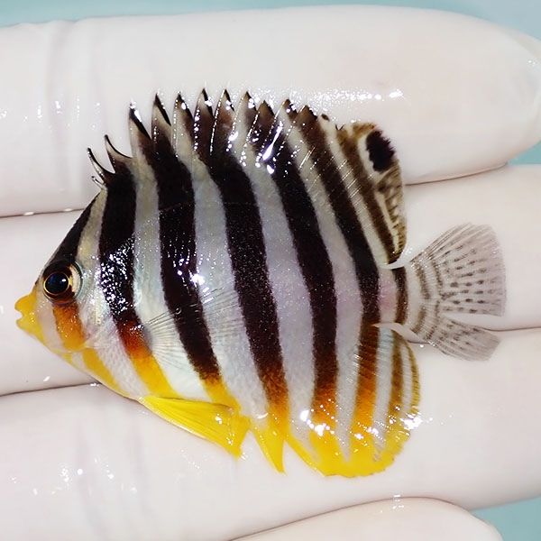 【現物51】シマヤッコ 5cm±! 海水魚 生体 15時までのご注文で当日発送(t...
