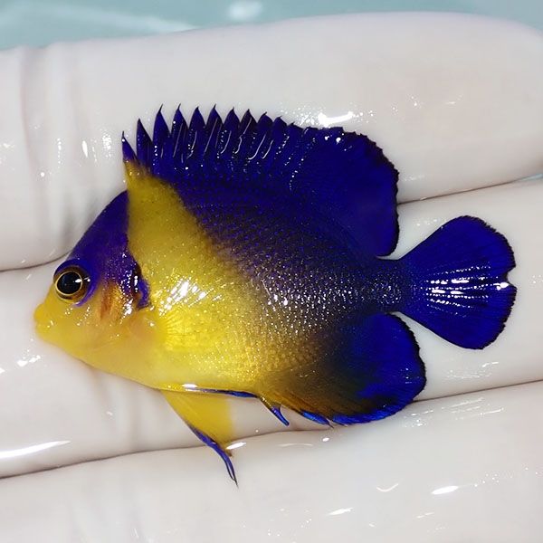 【現物18】sale スミレヤッコ 4cm±! 海水魚 ヤッコ 15時までのご注文で...