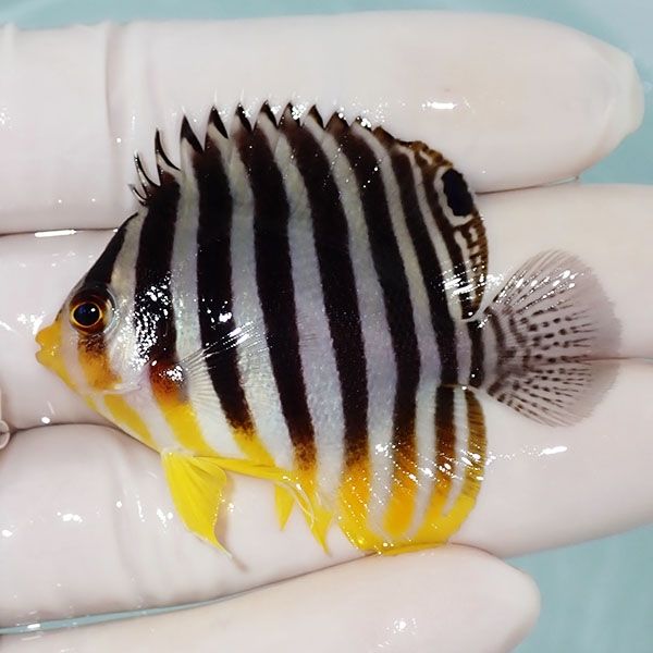 【現物50】シマヤッコ 5.3cm±! 海水魚 生体 15時までのご注文で当日発送...