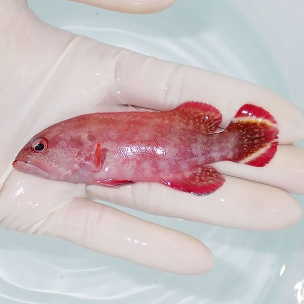 【現物1】ニジハタ 9.5cm± !海水魚 生体 15時までのご注文で当日発送(t120