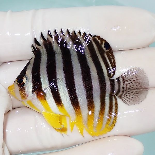【現物49】シマヤッコ 5.3cm±! 海水魚 生体 15時までのご注文で当日発送...