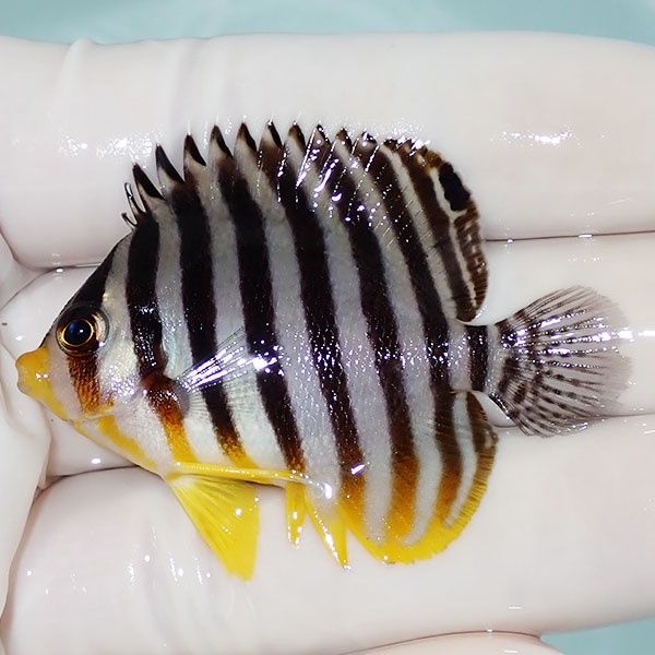 【現物48】シマヤッコ 5cm±! 海水魚 生体 15時までのご注文で当日発送(t...