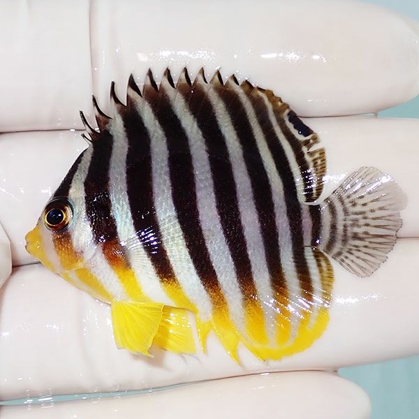 【現物47】ヒレかけあり シマヤッコ 5cm±! 海水魚 生体 15時までのご注...