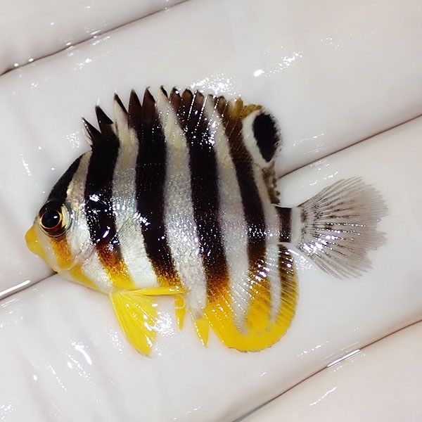 【現物46】シマヤッコ 3cm±! 海水魚 生体 15時までのご注文で当日発送(t...