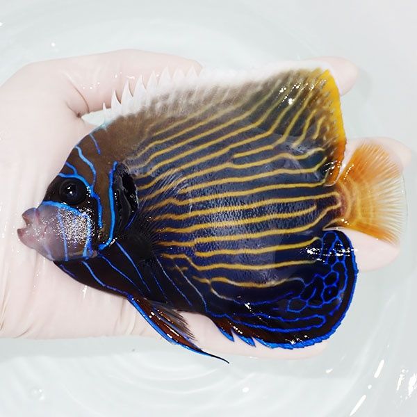 【現物1】粒エサOK タテジマキンチャクダイ 14.5cm±!海水魚 ヤッコ 15...