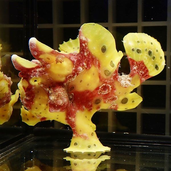 【現物1】クマドリカエルアンコウ 8cm! 海水魚 アンコウ 15時までのご注...