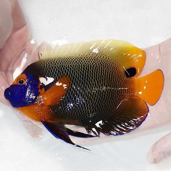 【現物3】アデヤッコ 成魚 16.5cm±! 海水魚 ヤッコ(t111(t207