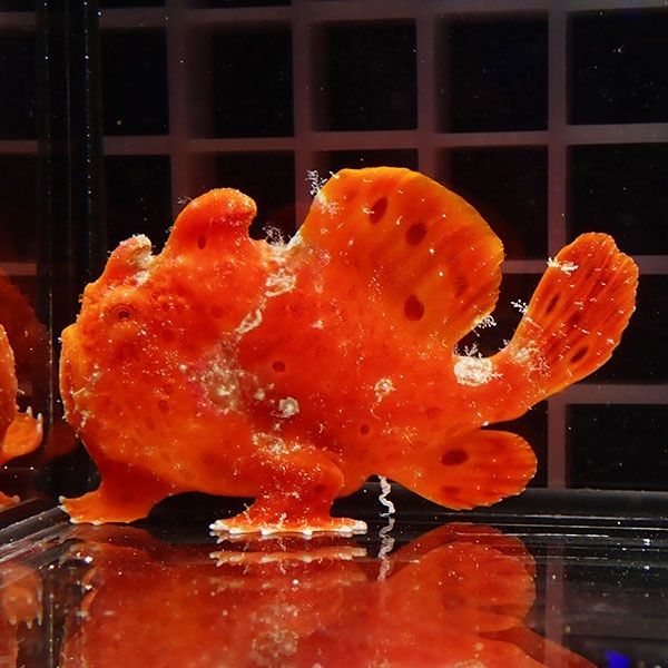 【現物7】イロカエルアンコウ 7cm! 海水魚 アンコウ 15時までのご注文で...