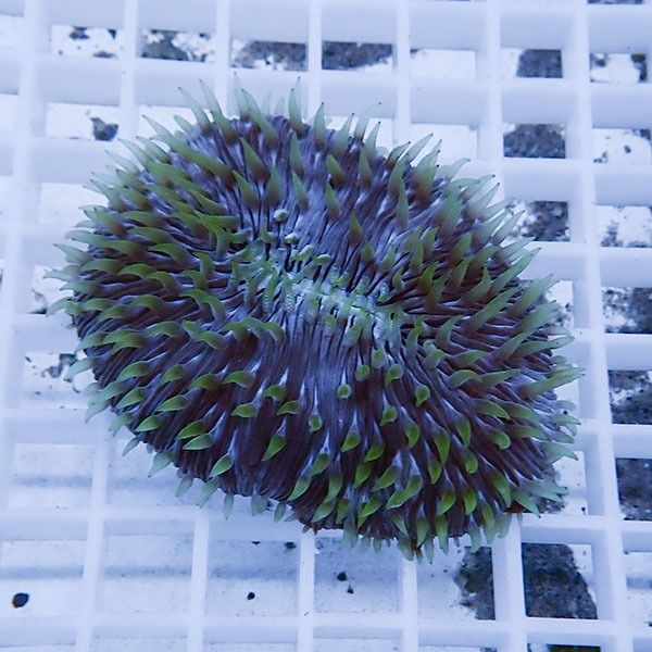 【サンゴ現物1】クサビライシ !15時までのご注文で当日発送 【サンゴ】(...