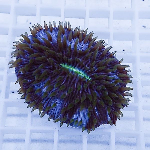 【サンゴ現物3】クサビライシ !15時までのご注文で当日発送 【サンゴ】(...