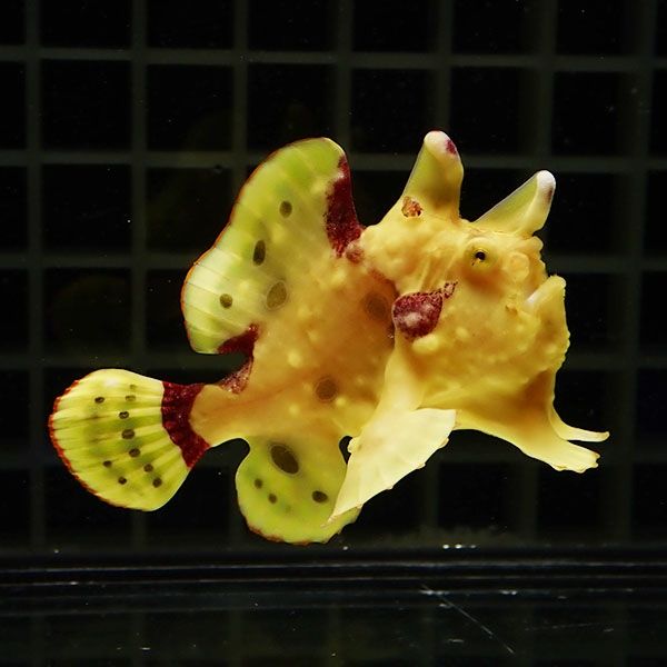 【現物5】クマドリカエルアンコウ 6cm! 海水魚 アンコウ 15時までのご注...