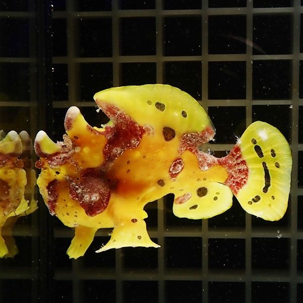 【現物2】クマドリカエルアンコウ 7.5cm! 海水魚 アンコウ 15時までのご...