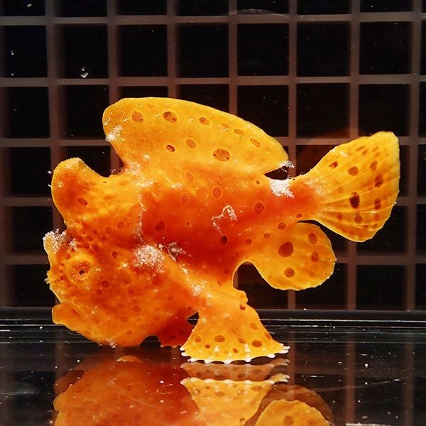【現物6】イロカエルアンコウ 8cm 海水魚 アンコウ 15時までのご注文で...