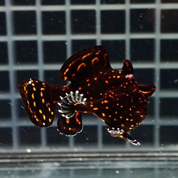 【現物11】クマドリカエルアンコウ 4.2cm! 海水魚 アンコウ 15時までの...