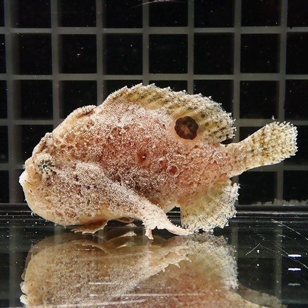 【現物10】アングラーフィッシュ 8cm! 海水魚 アンコウ 15時までのご注...