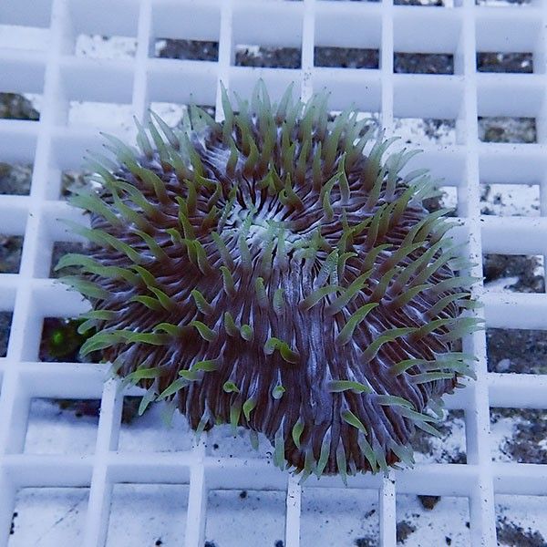 【サンゴ現物4】クサビライシ !15時までのご注文で当日発送 【サンゴ】(...