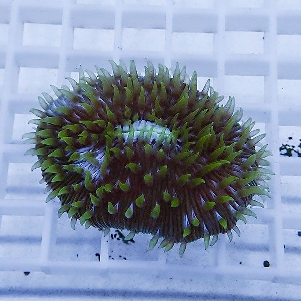 【サンゴ現物5】クサビライシ !15時までのご注文で当日発送 【サンゴ】(...