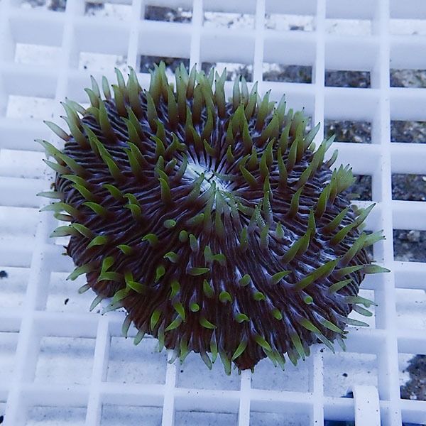 【サンゴ現物6】クサビライシ !15時までのご注文で当日発送 【サンゴ】(...