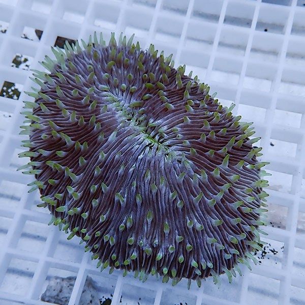 【サンゴ現物7】クサビライシ !15時までのご注文で当日発送 【サンゴ】(...