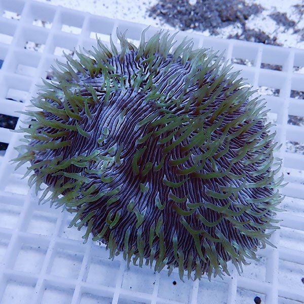 【サンゴ現物8】クサビライシ !15時までのご注文で当日発送 【サンゴ】(...