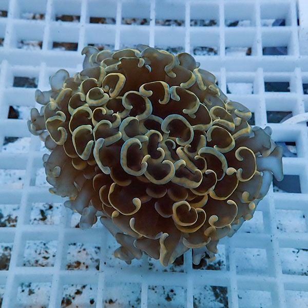 【サンゴ現物8】ナガレハナサンゴ!15時までのご注文で当日発送 【サンゴ...
