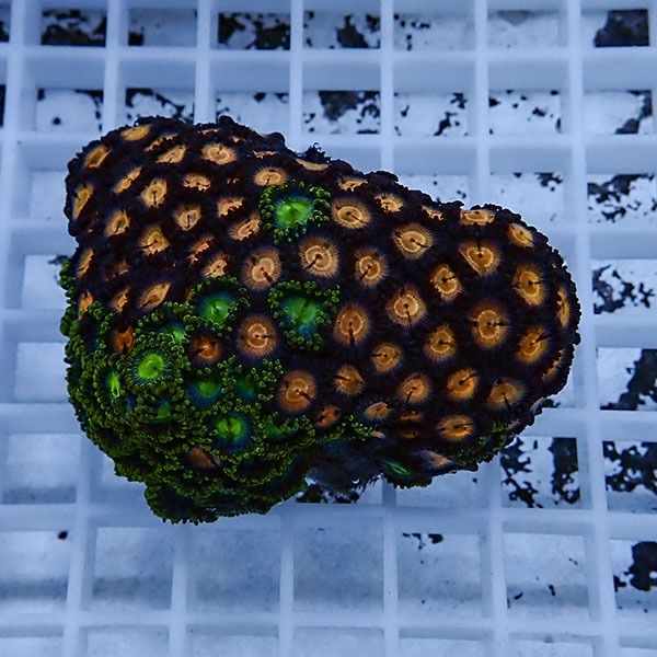 【サンゴ現物2】マメスナギンチャク !15時までのご注文で当日発送(t144
