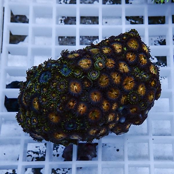 【サンゴ現物3】マメスナギンチャク !15時までのご注文で当日発送(t144