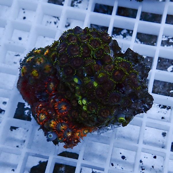 【サンゴ現物11】マメスナギンチャク !15時までのご注文で当日発送(t144